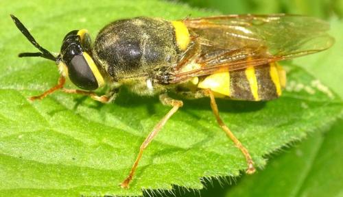 Réf. 354 493 : Stratiomys potamida